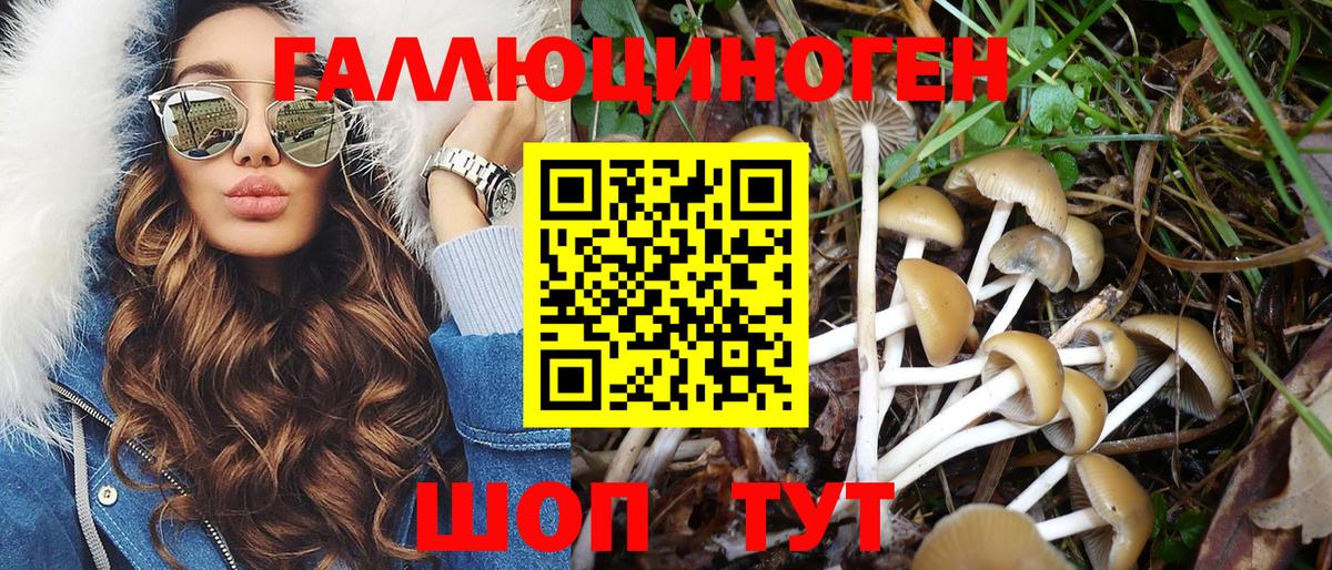 Псилоцибиновые грибы Psilocybe Пугачёв